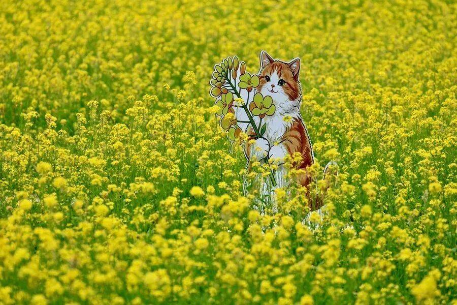 初夏颜值担当！北京二环内绝美油菜花海——
