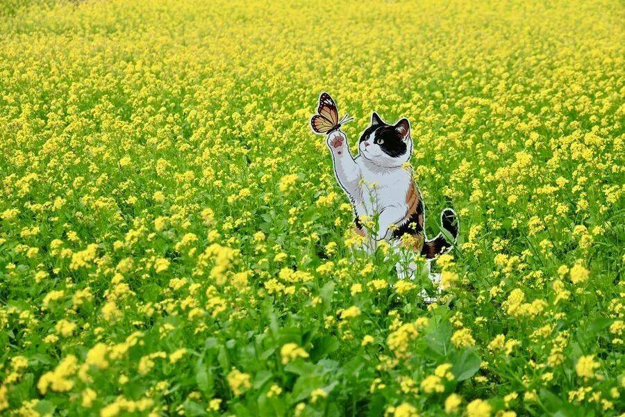 初夏颜值担当！北京二环内绝美油菜花海——