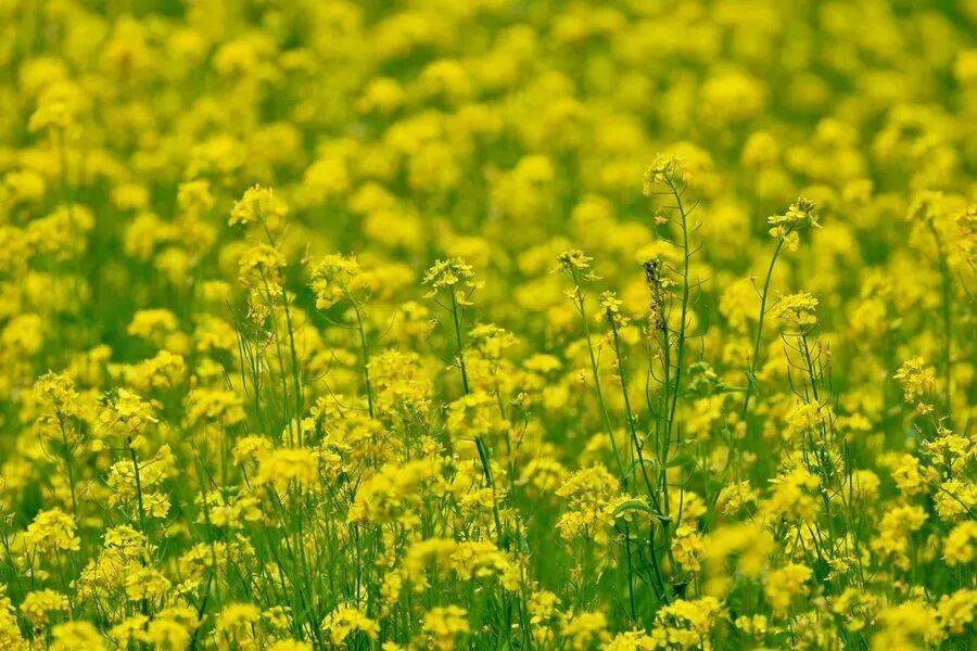 初夏颜值担当！北京二环内绝美油菜花海——