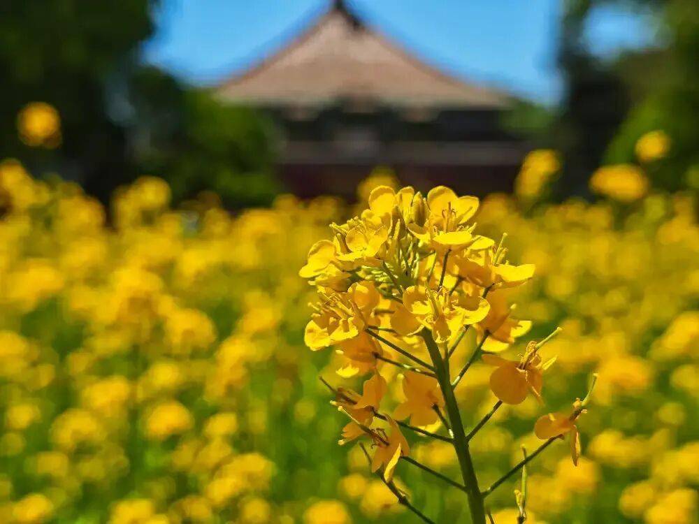 初夏颜值担当！北京二环内绝美油菜花海——