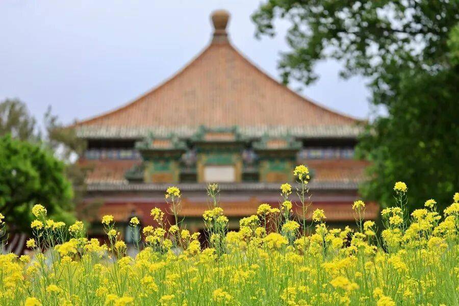 初夏颜值担当！北京二环内绝美油菜花海——