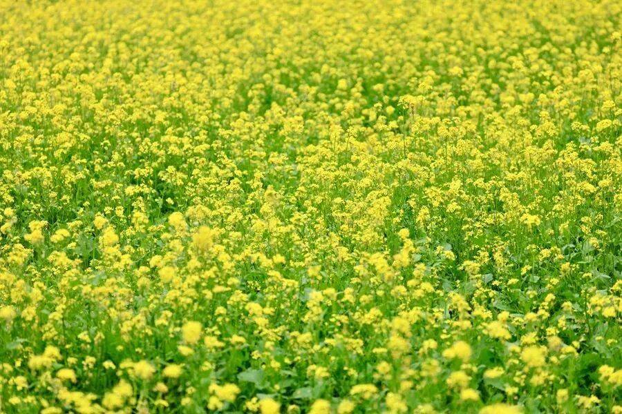 初夏颜值担当！北京二环内绝美油菜花海——