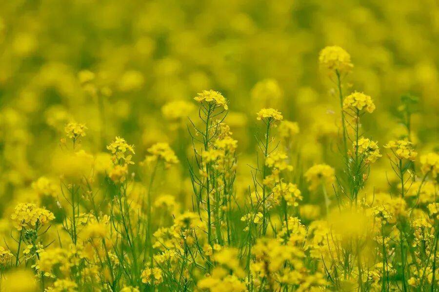 初夏颜值担当！北京二环内绝美油菜花海——