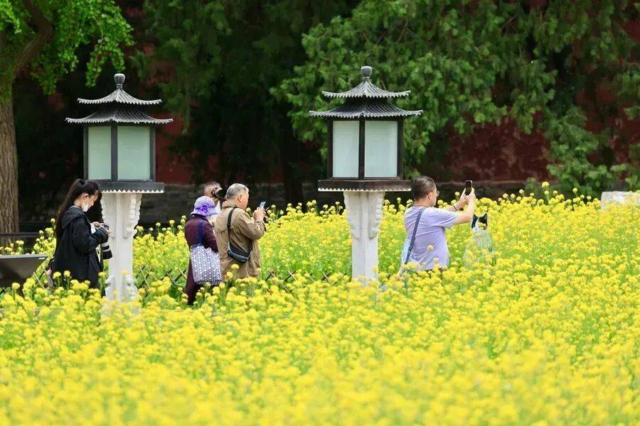 初夏颜值担当！北京二环内绝美油菜花海——