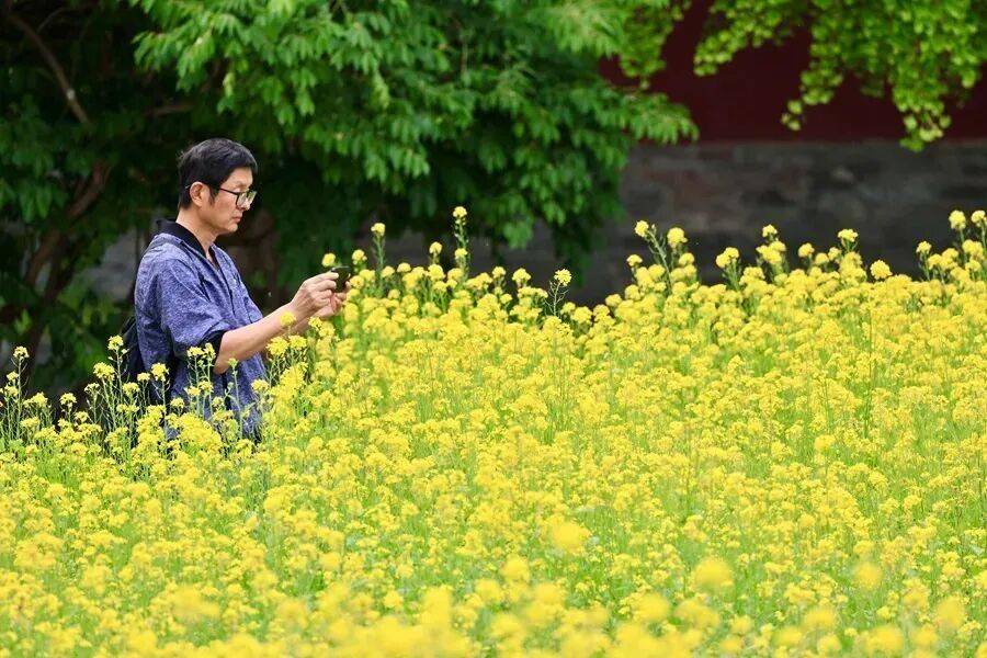 初夏颜值担当！北京二环内绝美油菜花海——