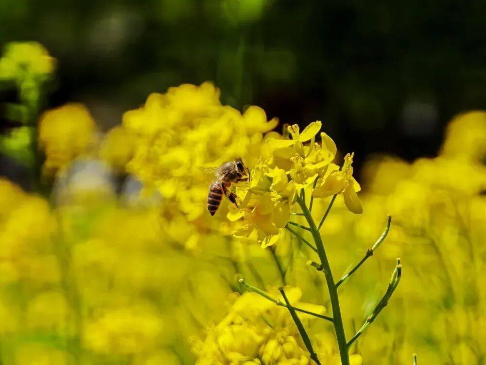 初夏颜值担当！北京二环内绝美油菜花海——