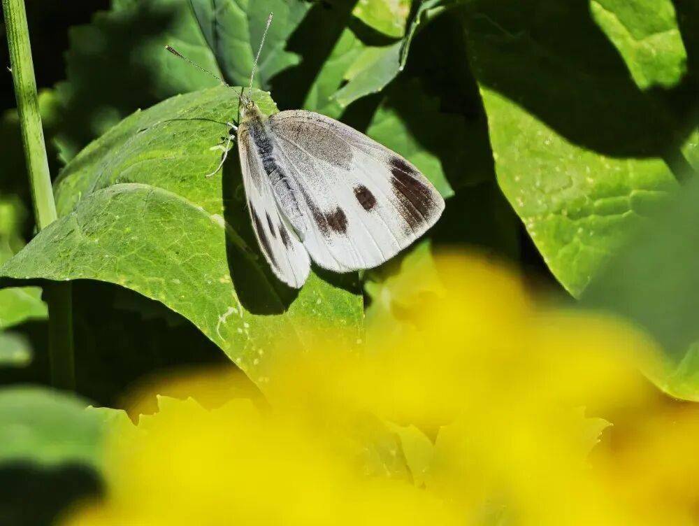初夏颜值担当！北京二环内绝美油菜花海——