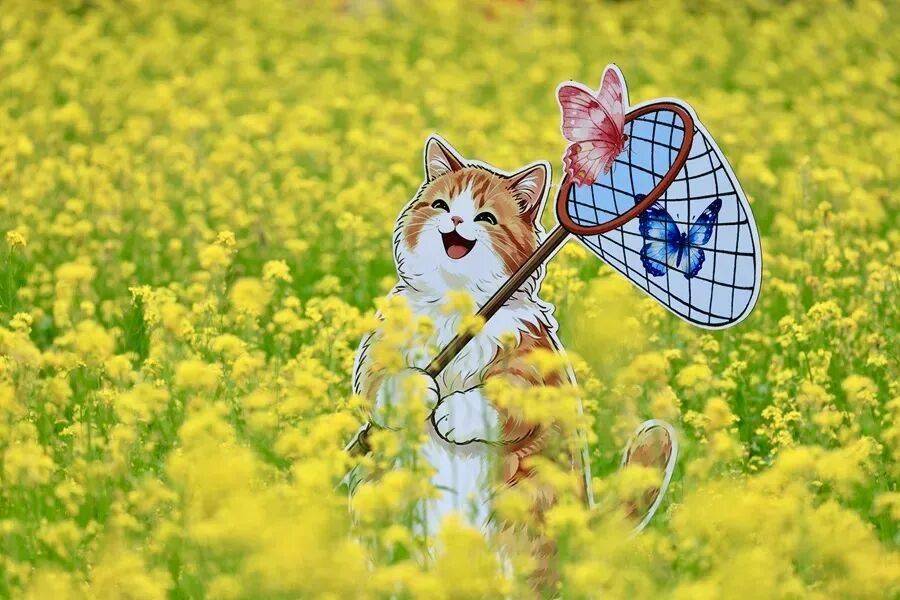 初夏颜值担当！北京二环内绝美油菜花海——