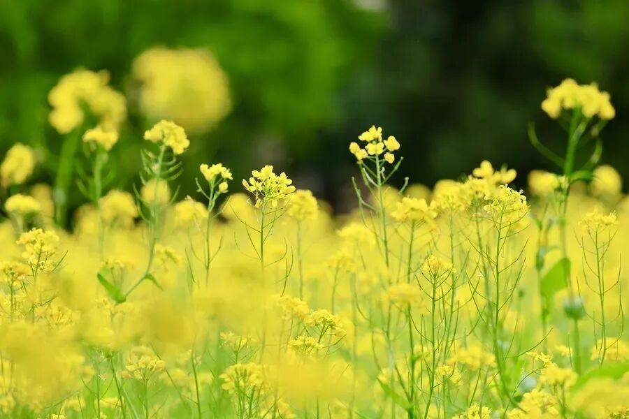 初夏颜值担当！北京二环内绝美油菜花海——